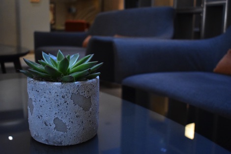 Clayton Hotel Chiswick succulent